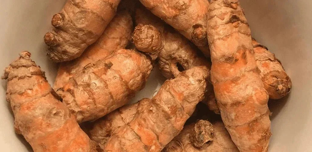 Comment est la plante de curcuma ?