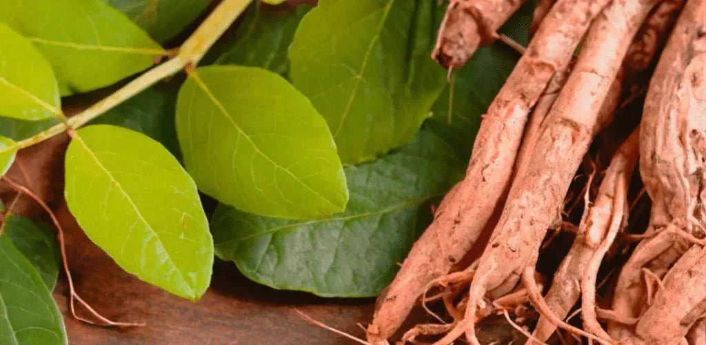 Racines et feuilles d’ashwagandha pour illustrer les contre-indications de cette plante adaptogène