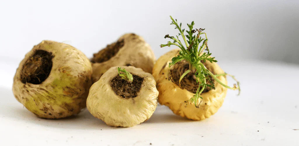 Racines de maca pour illustrer les contre-indications de la maca en complément alimentaire