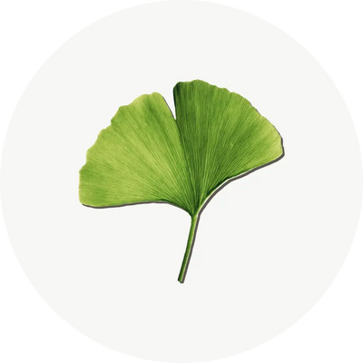 Ginkgo Biloba