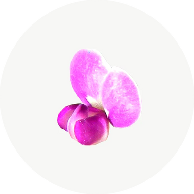 Desmodium