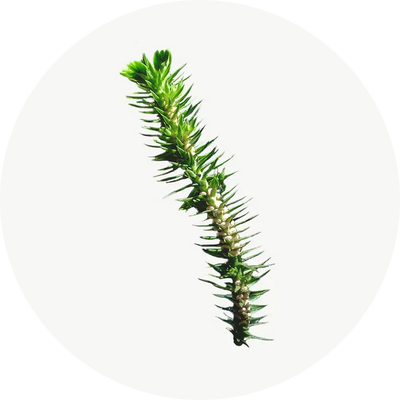 Huperzia Serrata