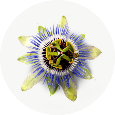 Passiflore