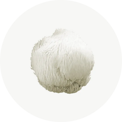 Crinière de Lion